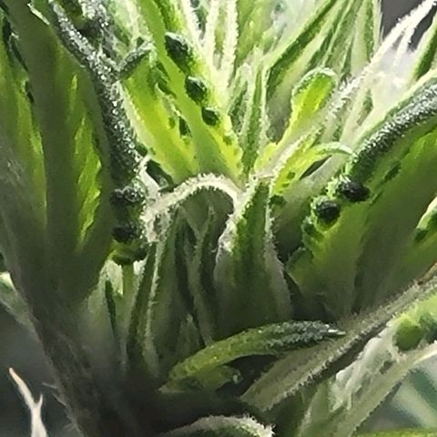 Chocolate mints og auto growlog photo: Lita and lope close ups