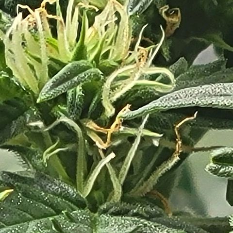 Chocolate mints og auto growlog photo: Lita and lope close ups