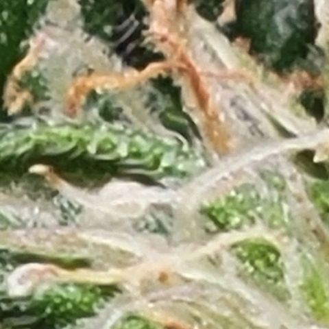 Chocolate mints og auto growlog photo: Lita and lope close ups