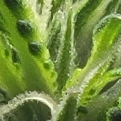 Chocolate mints og auto growlog photo: Lita and lope close ups