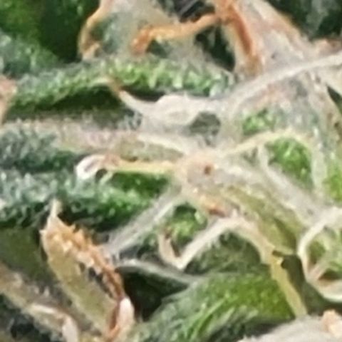 Chocolate mints og auto growlog photo: Lita and lope close ups
