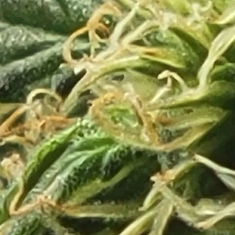 Chocolate mints og auto growlog photo: Lita and lope close ups