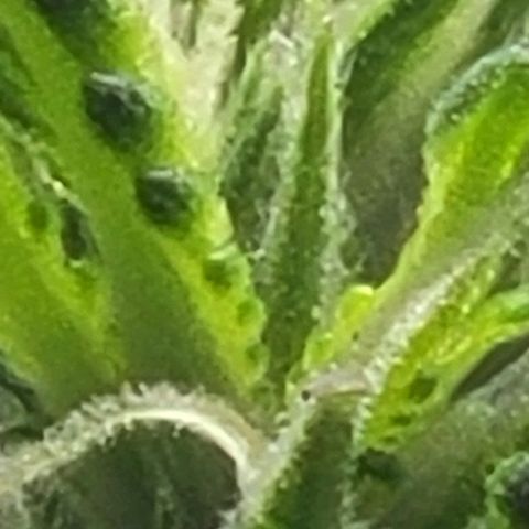 Chocolate mints og auto growlog photo: Lita and lope close ups