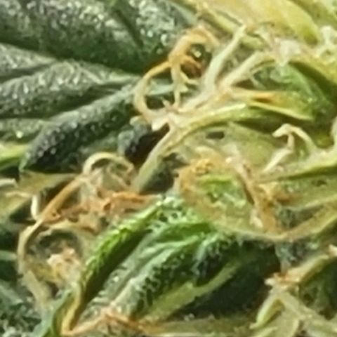 Chocolate mints og auto growlog photo: Lita and lope close ups