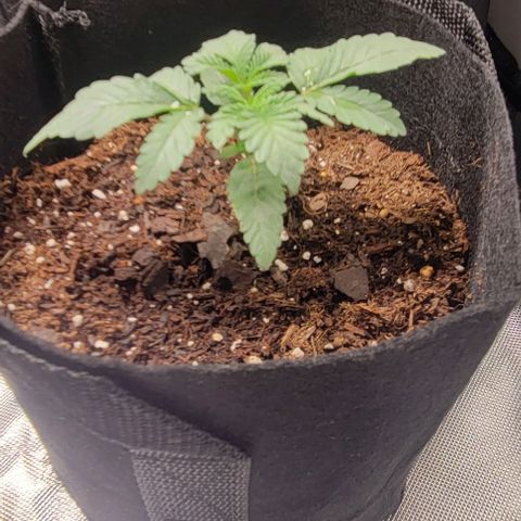 Shango church growlog photo: Mustard plug and Susan are just booming 💥 