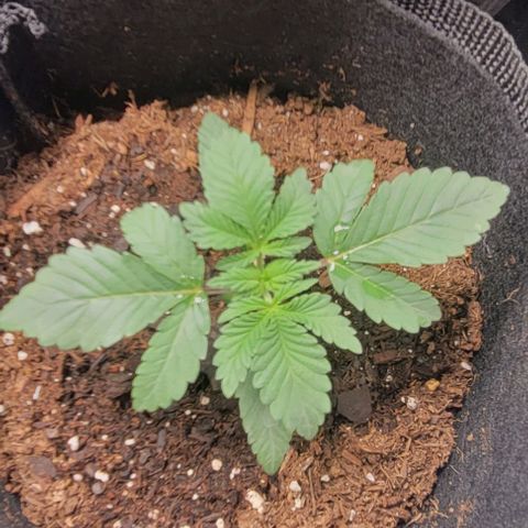 Shango church growlog photo: Mustard plug and Susan are just booming 💥 