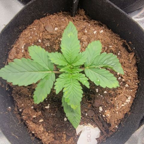 Shango church growlog photo: Mustard plug and Susan are just booming 💥 