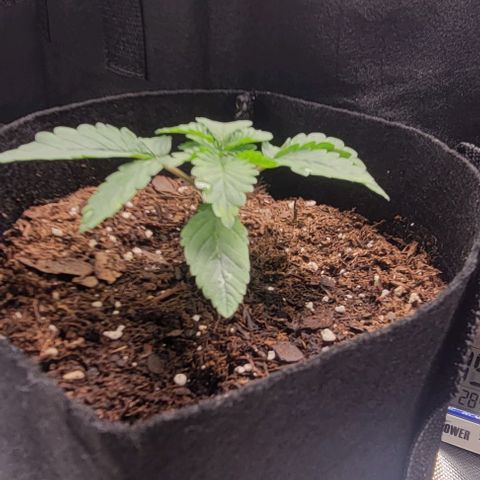 Shango church growlog photo: Mustard plug and Susan are just booming 💥 