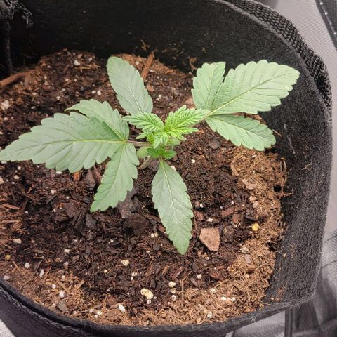 Shango church growlog photo: They look crazy 🤪 