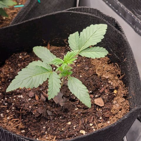 Shango church growlog photo: They look crazy 🤪 
