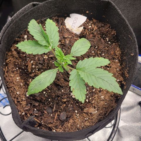 Shango church growlog photo: They look crazy 🤪 