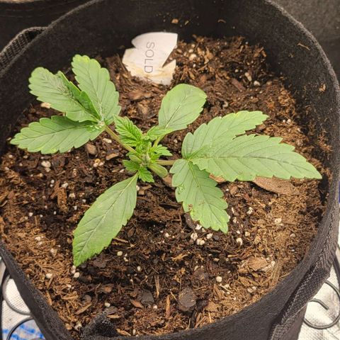 Shango church growlog photo: They look crazy 🤪 