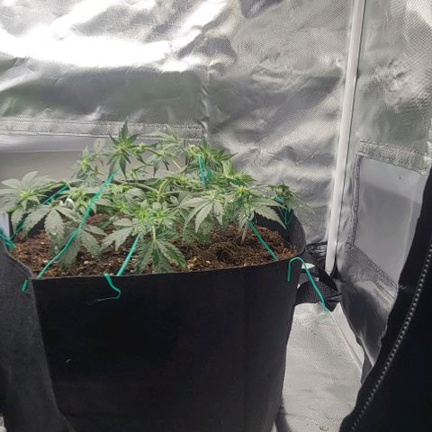 Chocolate mints og auto growlog photo: Lita and lope final lst 