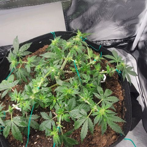 Chocolate mints og auto growlog photo: Lita and lope final lst 