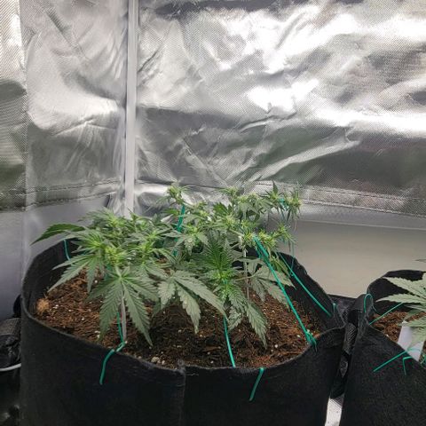 Chocolate mints og auto growlog photo: Lita and lope final lst 
