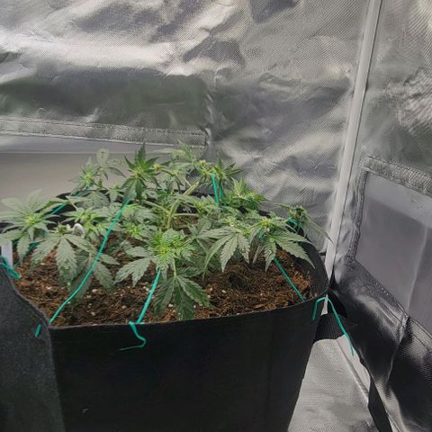 Chocolate mints og auto growlog photo: Lita and lope final lst 