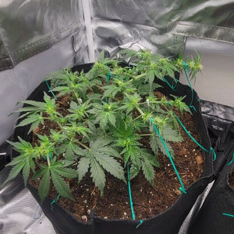 Chocolate mints og auto growlog photo: Lita and lope final lst 