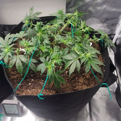 Chocolate mints og auto growlog photo: Lita and lope final lst 