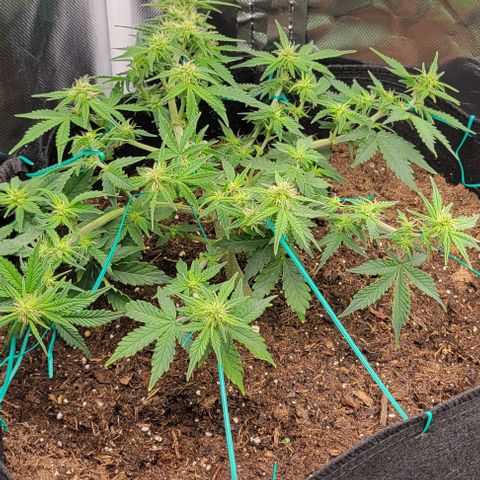 Chocolate mints og auto growlog photo: Choco and Doro just look so chunky 