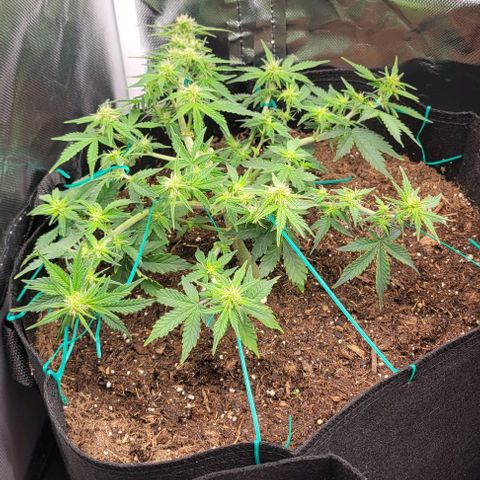 Chocolate mints og auto growlog photo: Choco and Doro just look so chunky 
