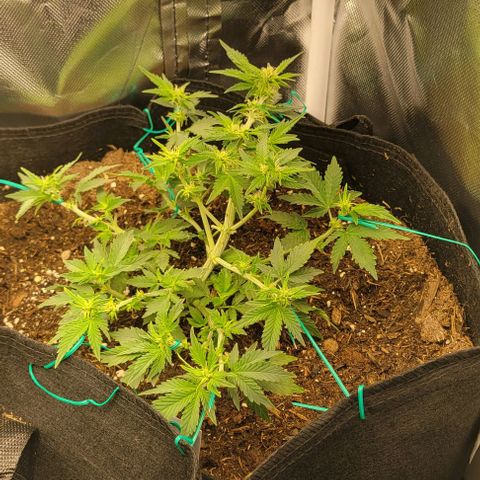 Chocolate mints og auto growlog photo: Choco and Doro just look so chunky 