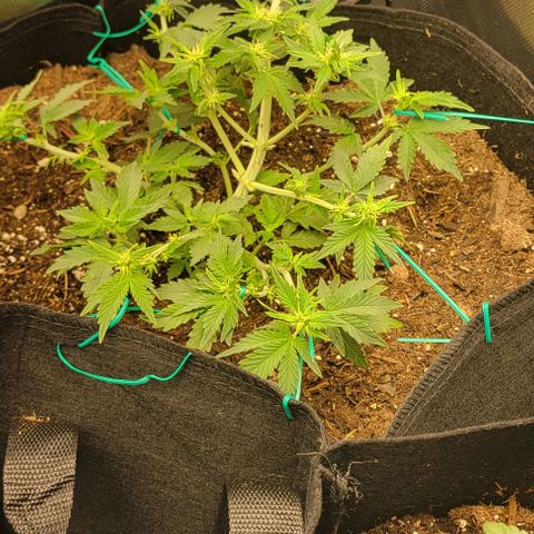 Chocolate mints og auto growlog photo: Choco and Doro just look so chunky 