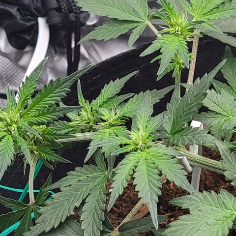 Chocolate mints og auto growlog photo: Pretty 