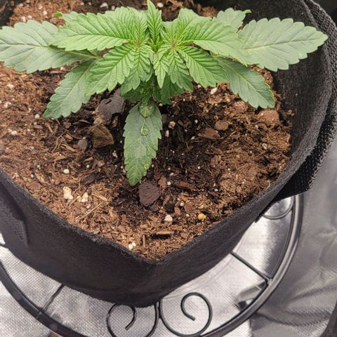 Shango church growlog photo: Mustard plug ans Susan reacted so well to trim I did it again lol 😆 