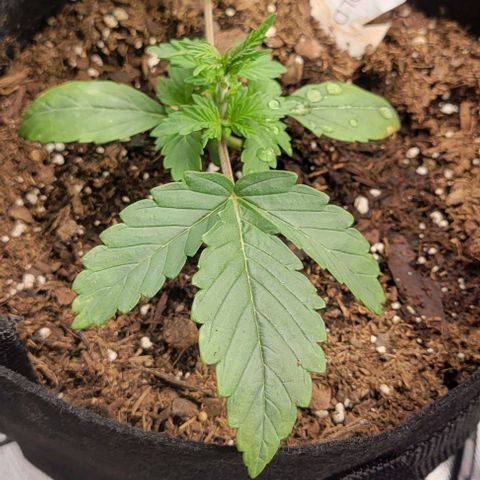 Shango church growlog photo: Mustard plug ans Susan reacted so well to trim I did it again lol 😆 