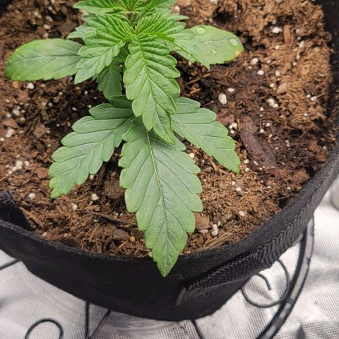 Shango church growlog photo: Mustard plug ans Susan reacted so well to trim I did it again lol 😆 