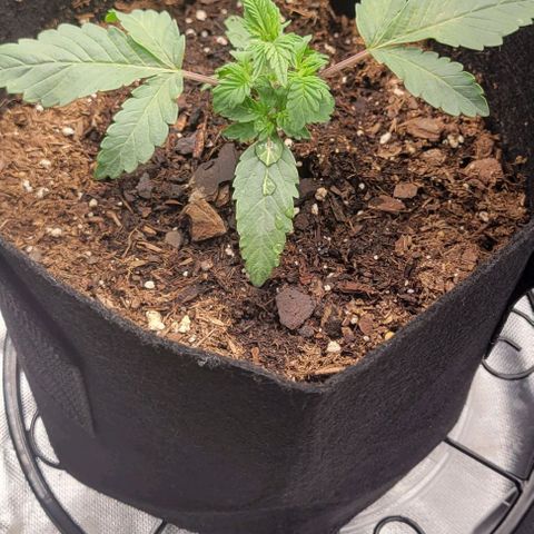 Shango church growlog photo: Mustard plug ans Susan reacted so well to trim I did it again lol 😆 
