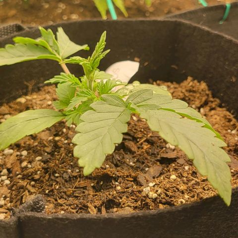 Shango church growlog photo: Mustard plug ans Susan reacted so well to trim I did it again lol 😆 