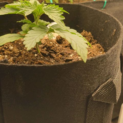 Shango church growlog photo: Mustard plug ans Susan reacted so well to trim I did it again lol 😆 