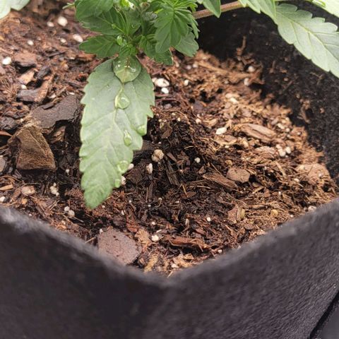 Shango church growlog photo: Mustard plug ans Susan reacted so well to trim I did it again lol 😆 
