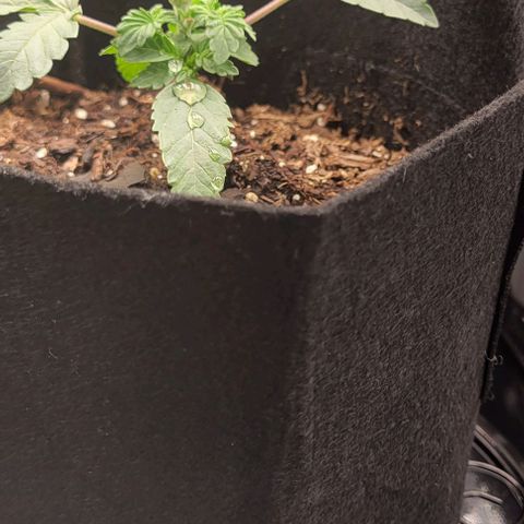 Shango church growlog photo: Mustard plug ans Susan reacted so well to trim I did it again lol 😆 