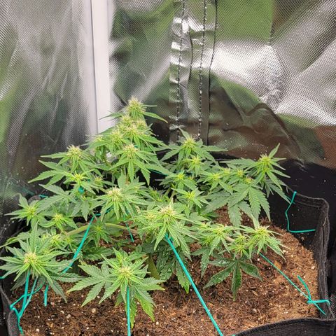 Chocolate mints og auto growlog photo: Choco and Doro are gonna stay in veg state a lil longer 😋 they already look great compared to being the runts