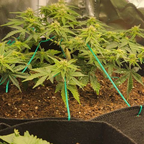 Chocolate mints og auto growlog photo: Choco and Doro are gonna stay in veg state a lil longer 😋 they already look great compared to being the runts