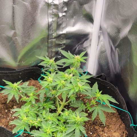 Chocolate mints og auto growlog photo: Choco and Doro are gonna stay in veg state a lil longer 😋 they already look great compared to being the runts