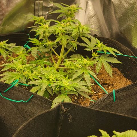 Chocolate mints og auto growlog photo: Choco and Doro are gonna stay in veg state a lil longer 😋 they already look great compared to being the runts