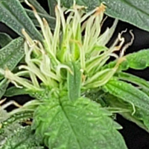 Chocolate mints og auto growlog photo: Lita and lope final day of veg