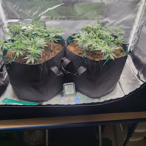 Chocolate mints og auto growlog photo: Lita and lope final day of veg