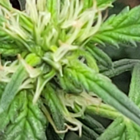 Chocolate mints og auto growlog photo: Lita and lope final day of veg