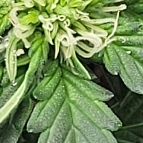 Chocolate mints og auto growlog photo: Lita and lope final day of veg