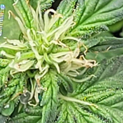 Chocolate mints og auto growlog photo: Lita and lope final day of veg