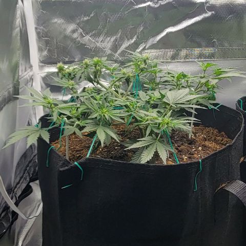 Chocolate mints og auto growlog photo: Lita and lope final day of veg