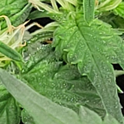 Chocolate mints og auto growlog photo: Lita and lope final day of veg