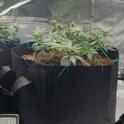 Chocolate mints og auto growlog photo: Lita and lope final day of veg