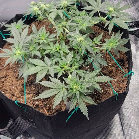 Chocolate mints og auto growlog photo: Lita and lope final day of veg