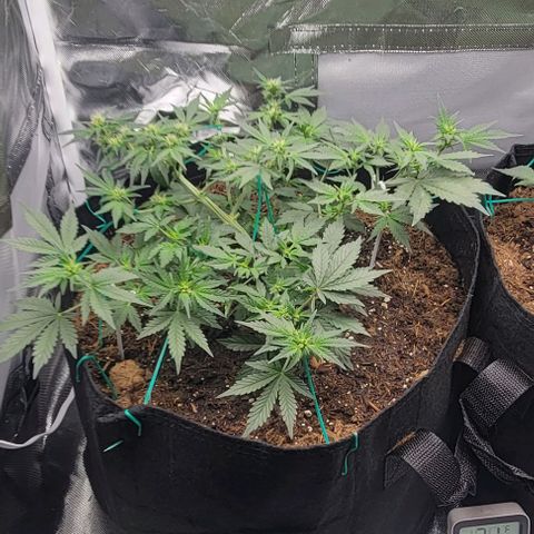 Chocolate mints og auto growlog photo: Lita and lope final day of veg