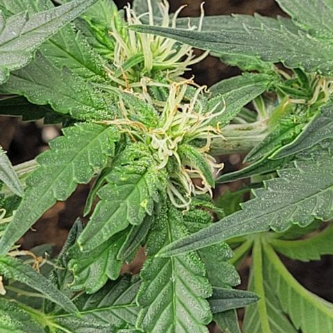 Chocolate mints og auto growlog photo: Lita and lope final day of veg